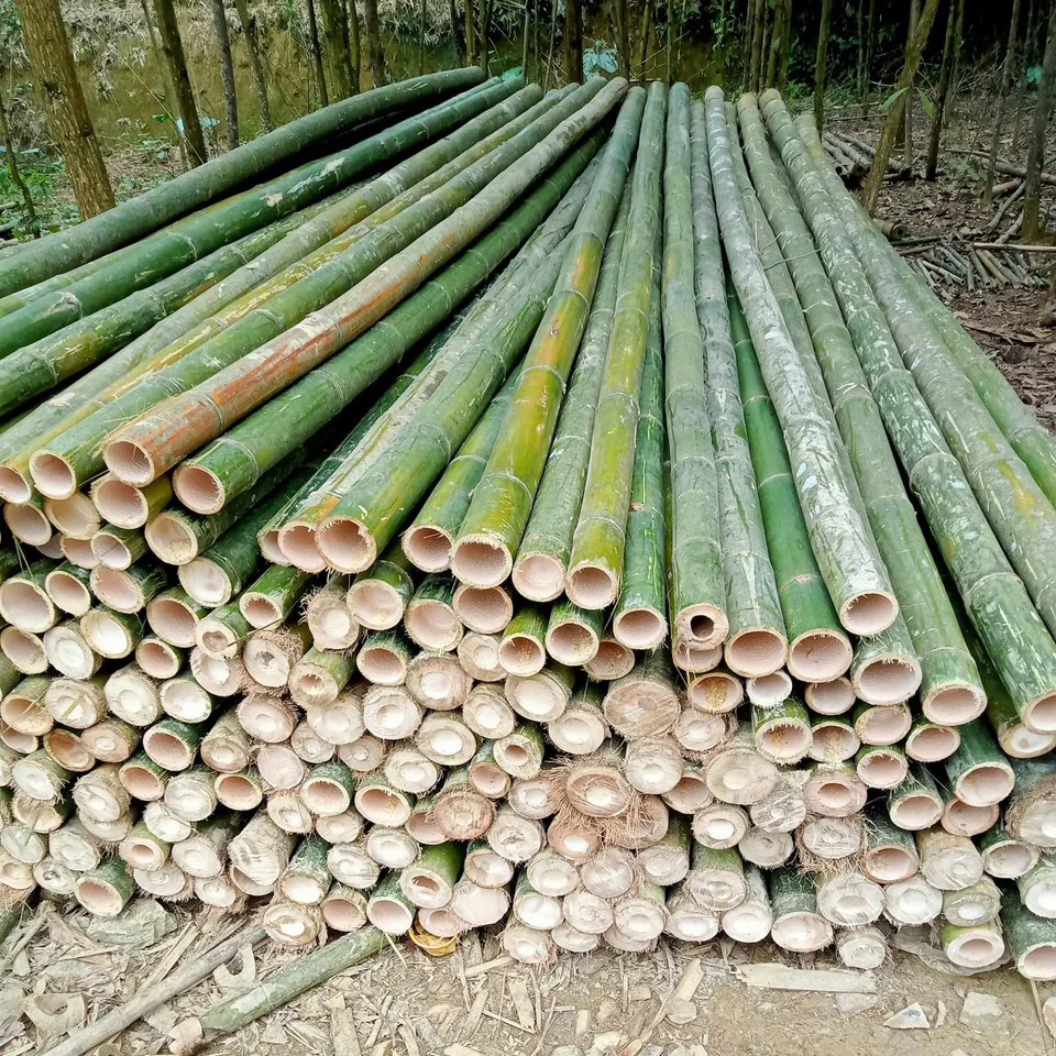 Kinh Nghiệm Chọn Mua Cọc Tre Già Đặc Ruột Không Bị Vỡ Đầu Khi Đóng