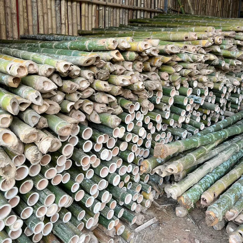 Cọc Tre 1,5m (Ø 6 - 8cm)