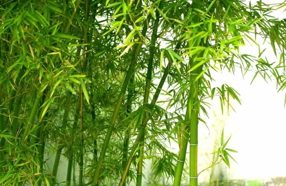 Cọc Tre 1,5m (Ø 6 - 8cm) view 3