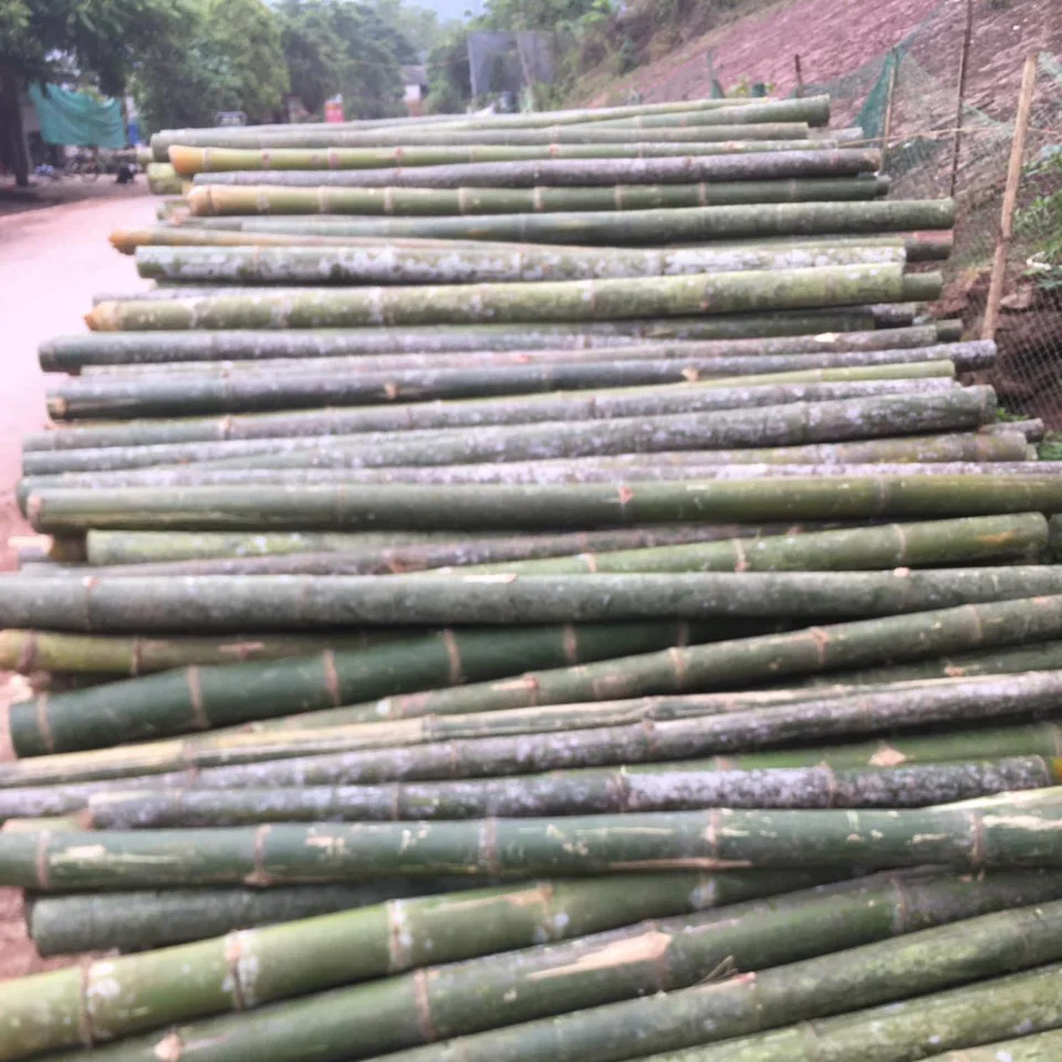Cọc Tre 2m (Ø 6 - 9cm)