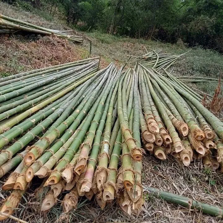 Cọc Tre Theo Yêu Cầu (Đặt Cắt Quy Cách Riêng)